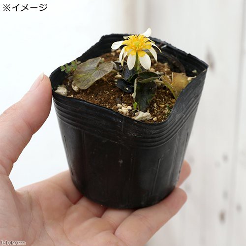 ビオトープ 水辺植物 紫葉ヒメリュウキンカ 紫葉姫立金花 １ポット 湿性植物 休眠株 の通販はau Pay マーケット チャーム