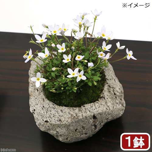 盆栽 苔盆栽 白花ヒナソウ 白花雛草 白溶岩石鉢 ｓサイズ １鉢 の通販はau Pay マーケット チャーム