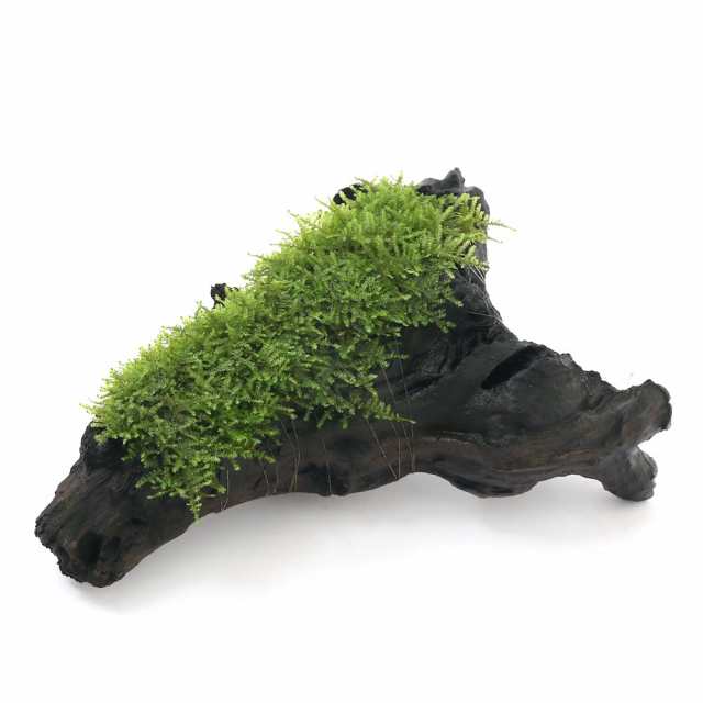 【SALE/104%OFF】 完全無農薬 南米ウィローモス付き 溶岩石 7個 肥料付き