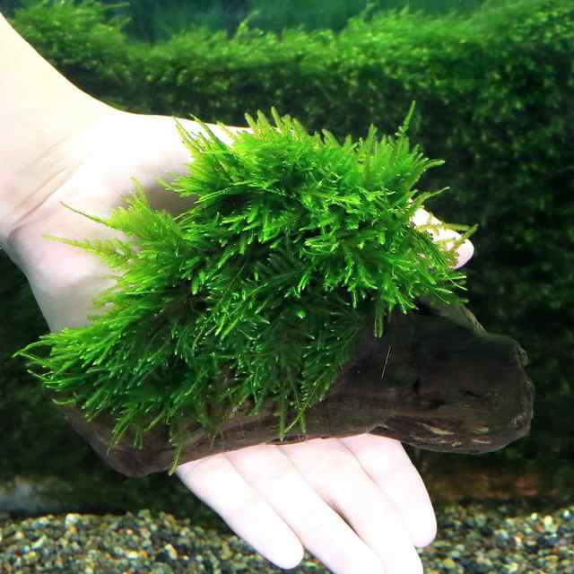 ウィローモス 南米ウィローモス ミックス 大量