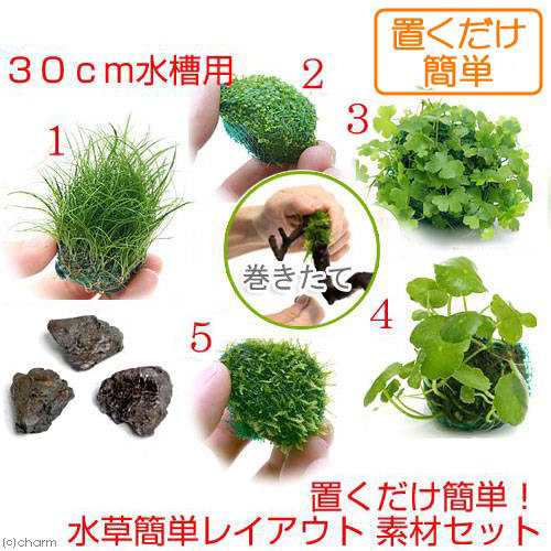 水草 置くだけ簡単 ３０ｃｍ水槽用 水草簡単レイアウト 素材セット 本州四国限定の通販はau Pay マーケット チャーム