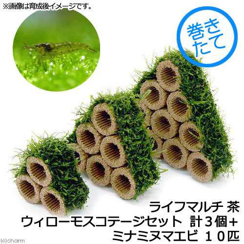 エビ 水草 巻きたて ライフマルチ 茶 ウィローモスコテージセット 無農薬 計３個 ミナミヌマエビ １０匹 北海道航の通販はau Pay マーケット チャーム