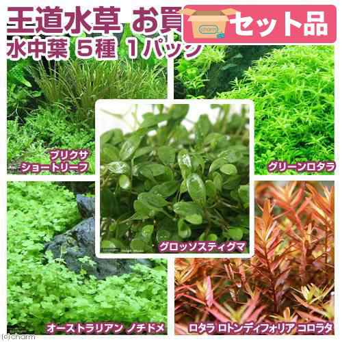 水草 熱帯魚用王道水草 水中葉 ５種 無農薬 １パック の通販はau Pay マーケット チャーム