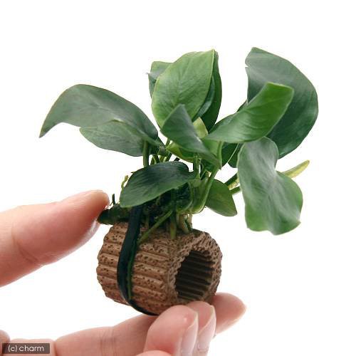 水草）おまかせ水上葉 レイアウトセット 30cm水槽用 6種 ＋