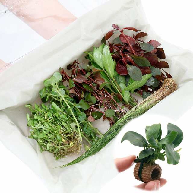 水草）おまかせ水上葉 レイアウトセット 30cm水槽用 6種 ＋
