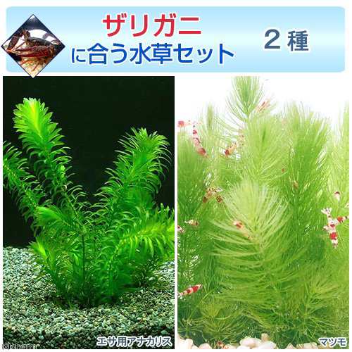 水草 ザリガニに合う水草セット ２種 無農薬 １セット ザリガニの通販はau Pay マーケット チャーム