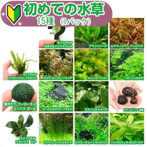（水草）初めての水草　１５種（１パック）説明書付＋ピンセットバサミ　草作　２００Ｎ　本州四国限定の通販は