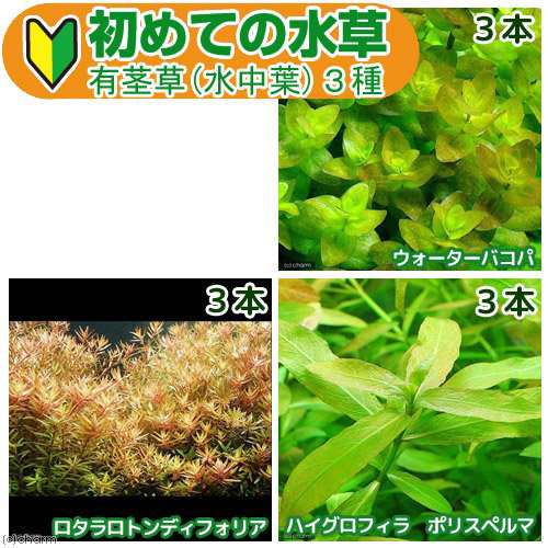 水草 初めての水草 有茎草 水中葉 ３種 １パック 説明書付の通販はau Pay マーケット チャーム