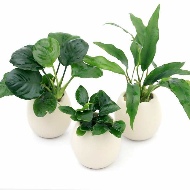 激安通販の 水草 エッグプランター アマゾンチドメグサ 水中葉 １個