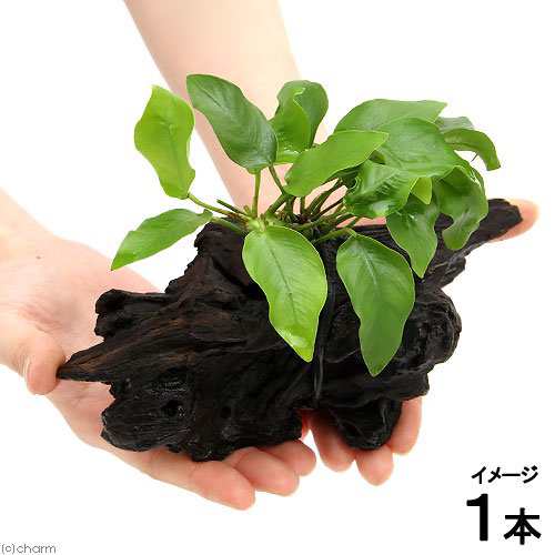 水草 アヌビアスナナ ゴールデン 流木付 ｍサイズ １本 約２０ｃｍ の通販はau Pay マーケット チャーム