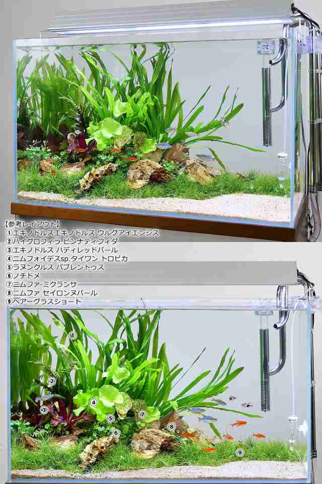 水草）ノチドメ（水中葉）（無農薬）（１０株） アウトレットの購入 ペット・ペットグッズ