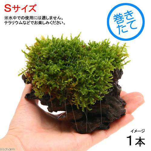 観葉植物 苔 テラ向け ハイゴケ付流木 ｓサイズ 約１５ｃｍ １本 の通販はau Wowma チャーム