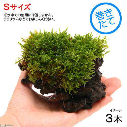 観葉植物 苔 テラ向け ハイゴケ付流木 ｓサイズ 約１５ｃｍ ３本 の通販はau Pay マーケット チャーム