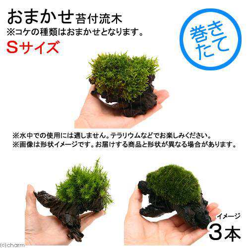 観葉植物 苔 テラ向け おまかせ苔付流木 ｓサイズ 約１５ｃｍ ３個 の通販はau Pay マーケット チャーム