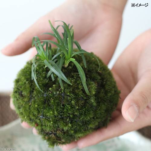 盆栽 苔玉 リュウノヒゲ １個 観葉植物 コケ玉の通販はau Pay マーケット チャーム