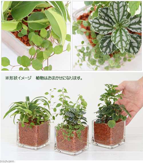 観葉植物 ハイドロカルチャー ミニ観葉３種の寄せ植え ニューブロック ｍ １個 の通販はau Pay マーケット チャーム