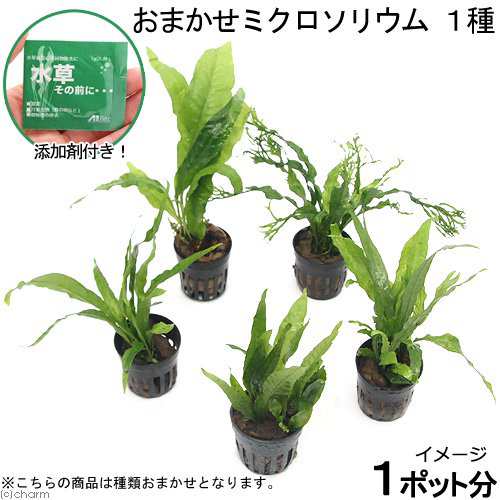 水草 おまかせミクロソリウム １種 １ポット分 水草その前に １ｇ ２ｌ用 本州四国限定の通販はau Pay マーケット チャーム