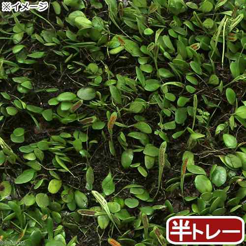 豪奢な マメヅタ 60g 爬虫類・両生類用品