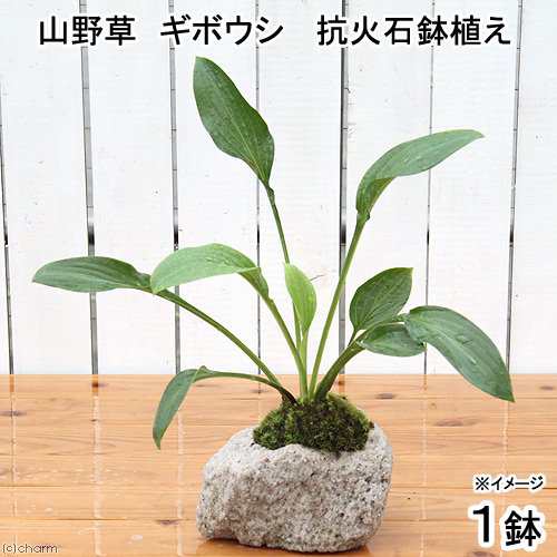 山野草 苔盆栽 抗火石鉢植え ギボウシ １鉢 の通販はau Pay マーケット チャーム