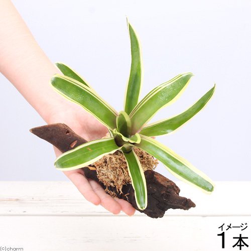 観葉植物 テラリウム向け ネオレゲリア 流木付 小 約１５ｃｍ １本 ブロメリアの通販はau Pay マーケット チャーム