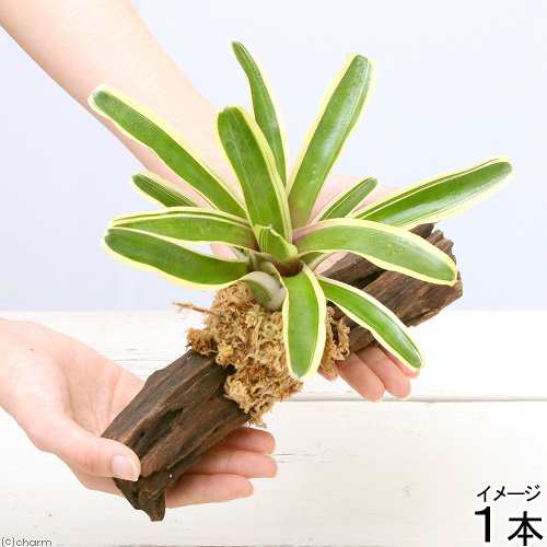 観葉植物 テラリウム向け ネオレゲリア 流木付 大 約２５ｃｍ １本 ブロメリアの通販はau Pay マーケット チャーム