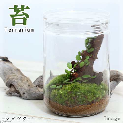 観葉植物 苔テラリウム マメヅタ ガラスボトルｌ 説明書付の通販はau Pay マーケット チャーム