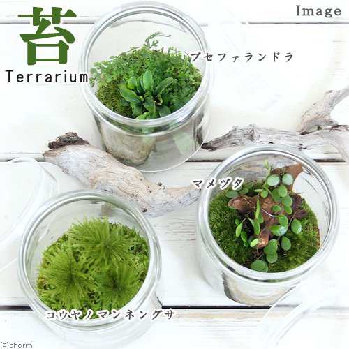 観葉植物）苔テラリウム マメヅタ ガラスボトルＬ 説明書付の通販はau