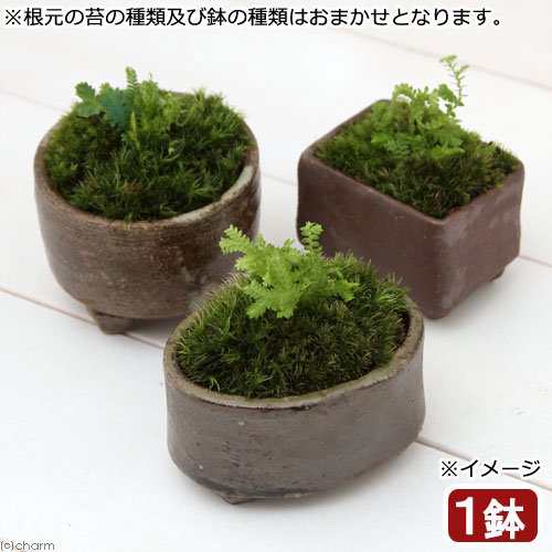 人気が高い 盆栽 苔盆栽 益子焼鉢植え クラマゴケ 鉢おまかせ １鉢 1 010円 Rc Carpet Com