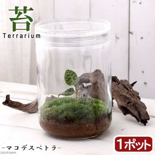 観葉植物）苔テラリウム マコデスペトラ ガラスボトルL（1