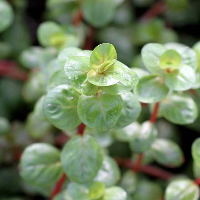 ロタラsp hra 50本 水中葉 無農薬 無害虫 - 水草