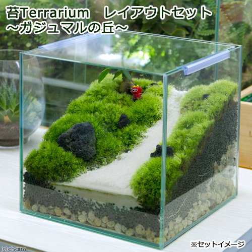 観葉植物 苔ｔｅｒｒａｒｉｕｍ レイアウトセット ガジュマルの丘 説明書付 沖縄別途送料 本州四国限定 北海道冬季発送不可の通販はau Pay マーケット チャーム