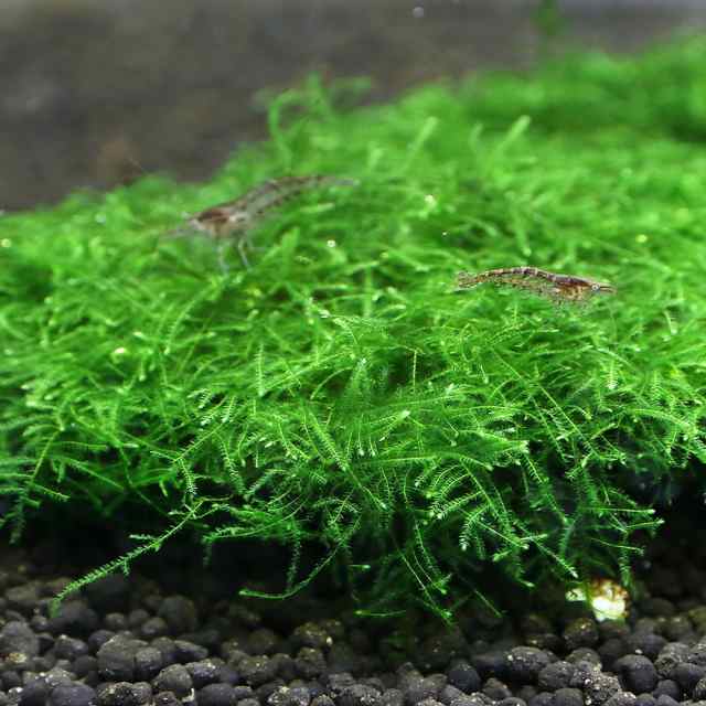 水草）巻きたて 益子焼プレコシェルター 小 ウィローモスsp．ナロー 