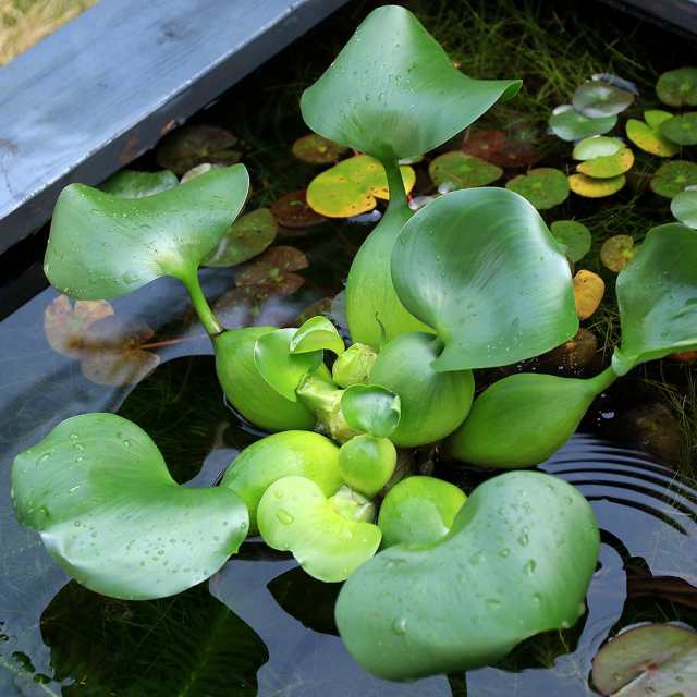 浮草）ホテイ草 国産（ホテイアオイ）（３株）金魚 メダカ - 水生植物