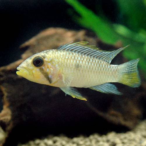 （熱帯魚）アピストグラマｓｐ．マウスブルーダー（ワイルド）（１ペア）　北海道・九州航空便要保温の通販は
