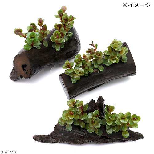 水草 ロタラ ロトンディフォリア ベトナム ｈ ｒａ 水上葉 流木付 ｓサイズ 約１５ｃｍ 無農薬 １本 の通販はau Pay マーケット チャーム