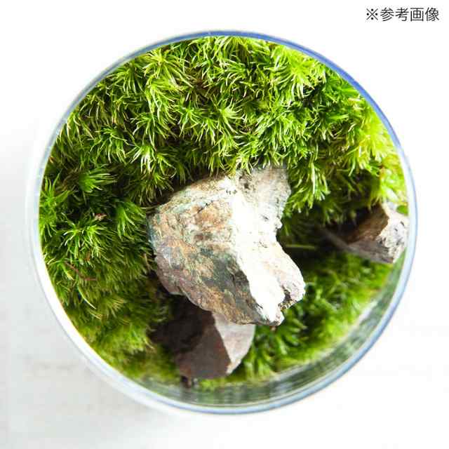 観葉植物）苔テラリウム 風山石 グラス レイアウト完成品(１個) コケ