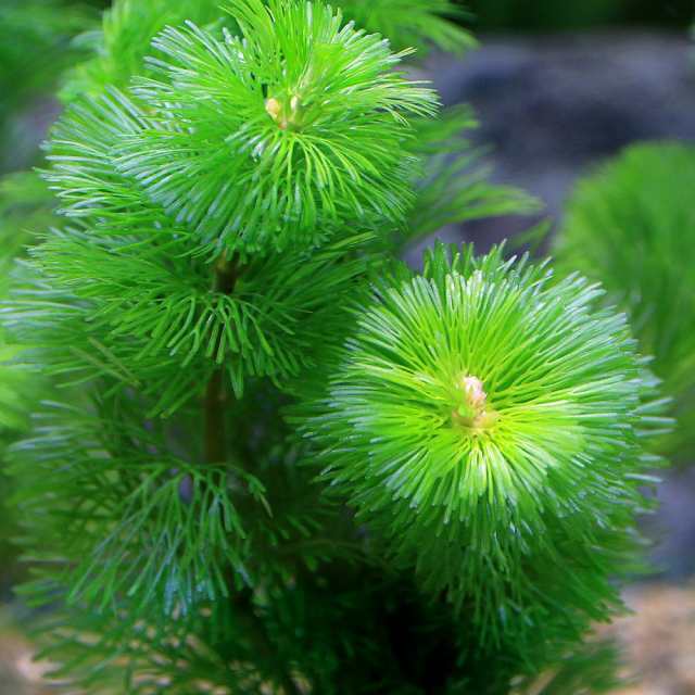 （水草）マツモ（５本）＋おまかせ浮草１種（４株）