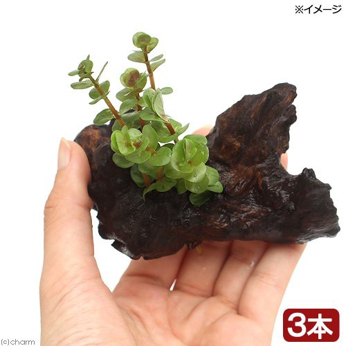 水草 ロタラ ロトンディフォリア 流木付 ｓｓサイズ 水上葉 無農薬 ３本 約１０ｃｍ 北海道航空便要保温の通販はau Pay マーケット チャーム