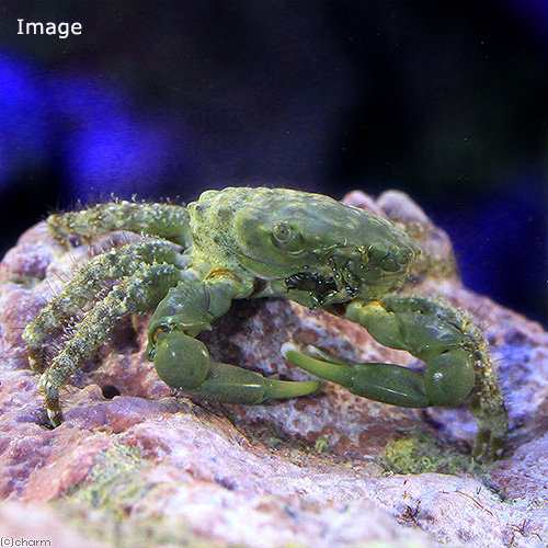 海水魚 カニ エメラルドグリーンクラブ １匹 北海道 九州 沖縄航空便要保温の通販はau Pay マーケット チャーム