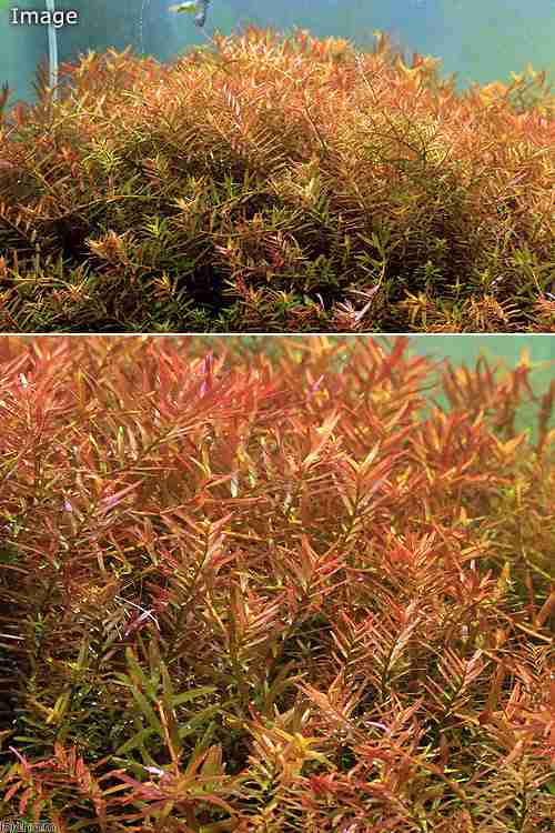 水草 ロタラ ロトンディフォリア ハイレッド 水中葉 １０本 無農薬 北海道航空便要保温の通販はau Pay マーケット チャーム