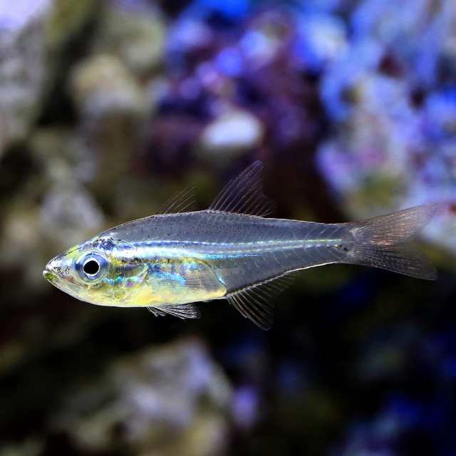 海水魚 沖縄産 スカシテンジクダイ １匹 北海道 九州 沖縄航空便要保温の通販はau Pay マーケット チャーム