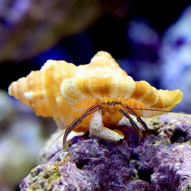 海水魚 ヤドカリ 沖縄産 ケフサゼブラヤドカリ １匹 北海道航空便要保温の通販はau Pay マーケット チャーム