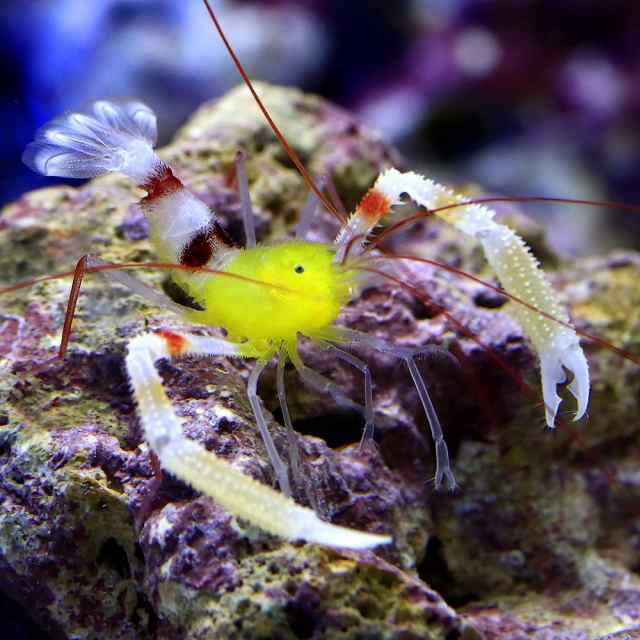 海水魚）エビ ザンジバルボクサーシュリンプ（１匹） 北海道航空便要保温の通販はau PAY マーケット - チャーム