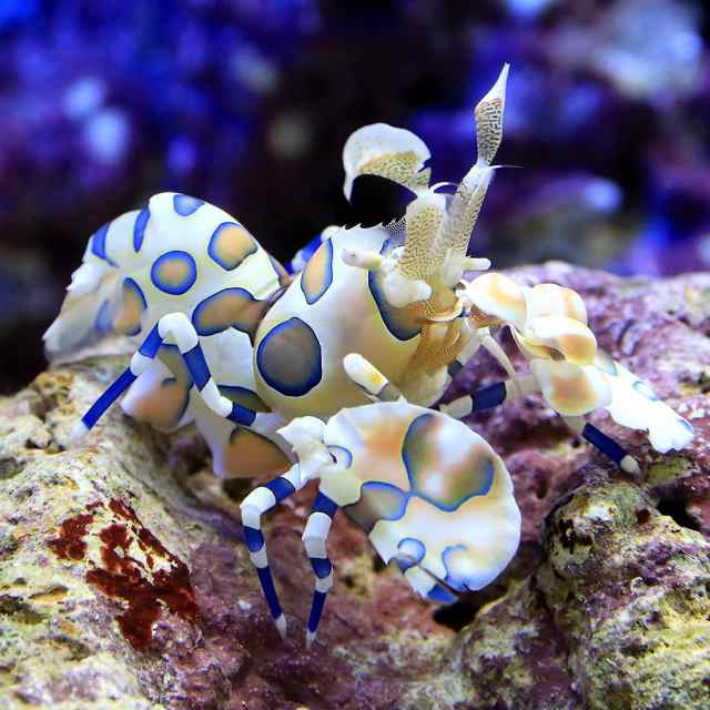 海水魚 エビ 東アフリカ産 フリソデエビ １匹 北海道航空便要保温の通販はau Pay マーケット チャーム