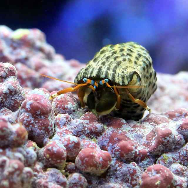 海水魚 ヤドカリ 沖縄産 スベスベサンゴヤドカリ １匹 北海道 九州 沖縄航空便要保温の通販はau Pay マーケット チャーム