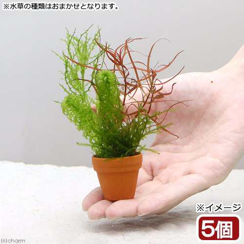 水草 プチ素焼き鉢 ウィローモスと寄せ植えミックス 無農薬 ５個 の通販はau Pay マーケット チャーム