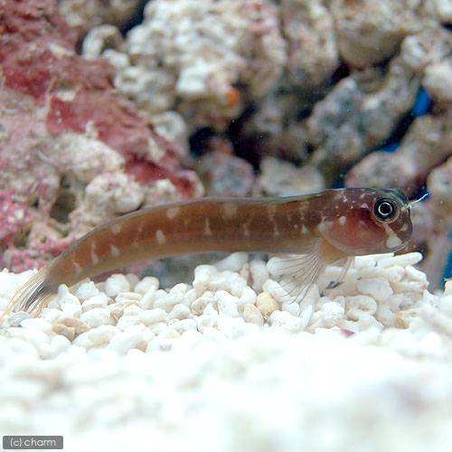 海水魚 フタイロカエルウオ モノカラー １匹 北海道 九州 沖縄航空便要保温の通販はau Pay マーケット チャーム