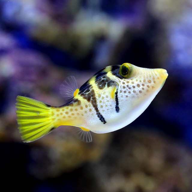 海水魚 シマキンチャクフグ １匹 北海道航空便要保温の通販はau Pay マーケット チャーム