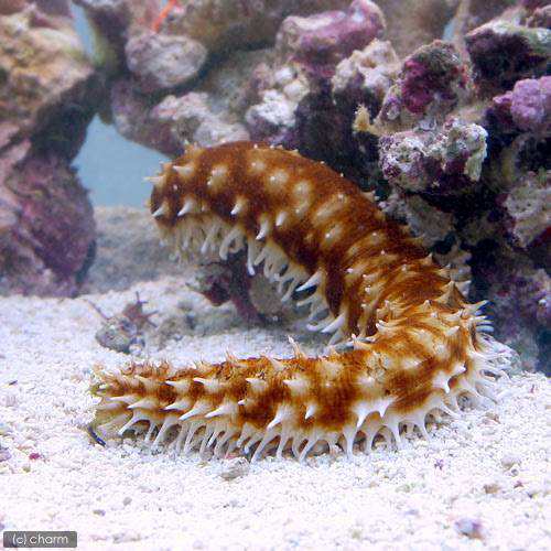 海水魚 ナマコ リュウキュウフジナマコ １匹 北海道航空便要保温の通販はau Pay マーケット チャーム