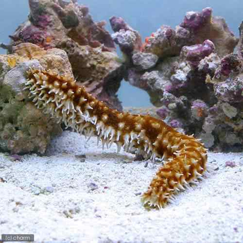 海水魚 ナマコ リュウキュウフジナマコ １匹 北海道航空便要保温の通販はau Pay マーケット チャーム